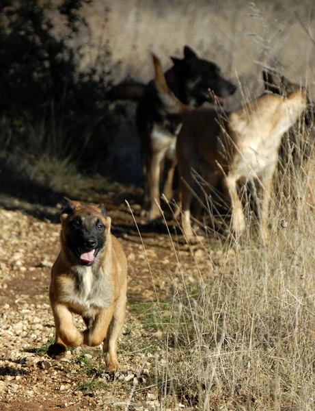 Correndo filhote de cachorro malinois — Fotografia de Stock