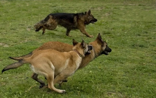 Cães correndo — Fotografia de Stock
