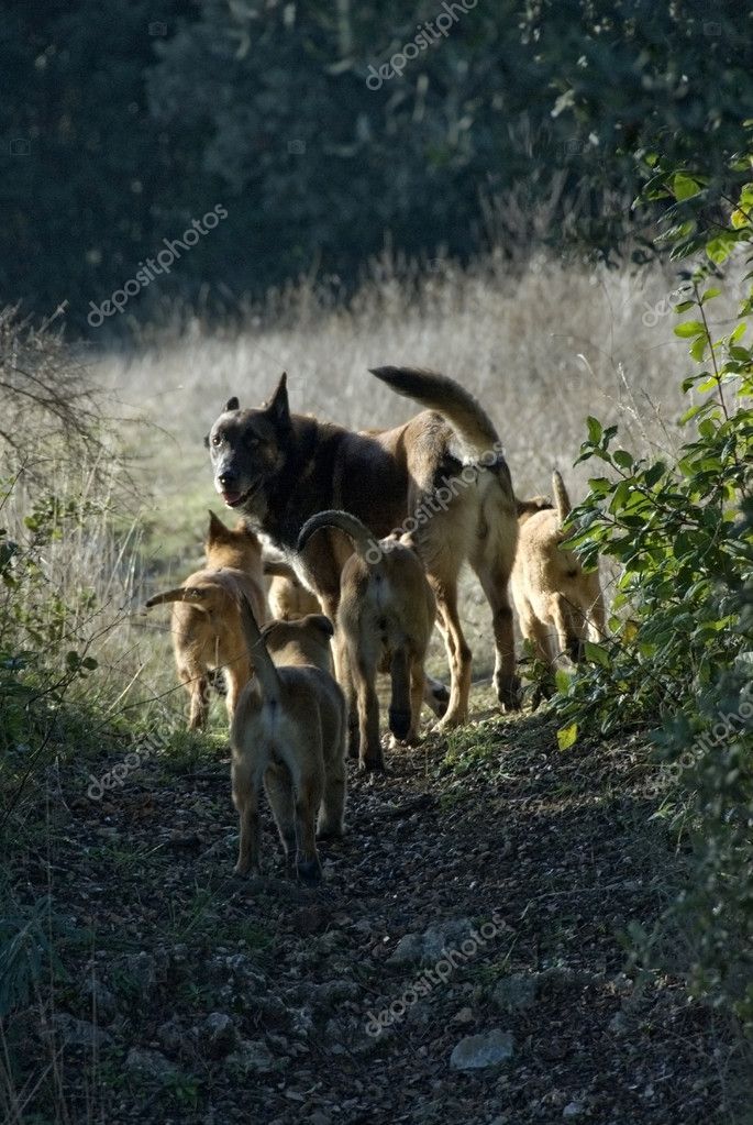 Family of dogs — Stock Photo © cynoclub #1939379