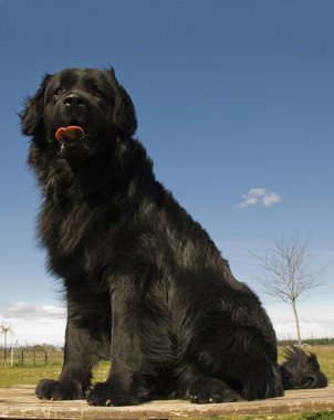 Newfoundland dog clipart