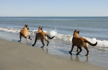 Three malinois and the sea clipart