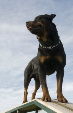 Rottweiler