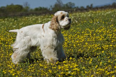 American cocker clipart