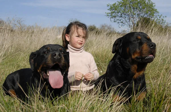 Опасные собаки и ребенок — стоковое фото