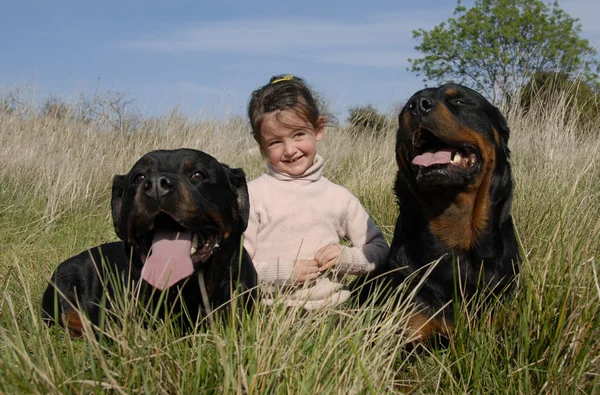 Dangerous dogs and child — Stock Photo, Image