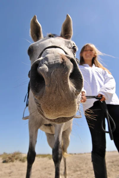 Cavalo do nariz — Fotografia de Stock
