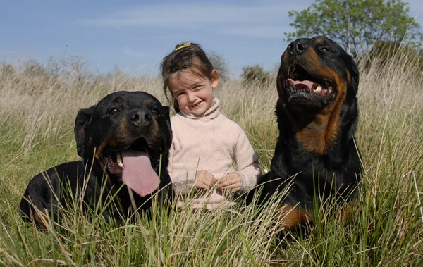 Vaaralliset koirat ja lapsi — kuvapankkivalokuva
