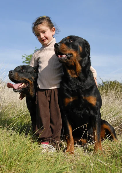 Little girl and rottweilers — Stock Photo, Image