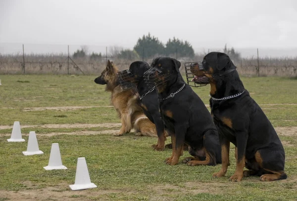 Четыре сторожевых собаки — стоковое фото