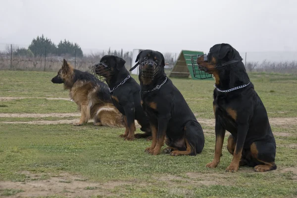 Fyra titta på hundar — Stockfoto