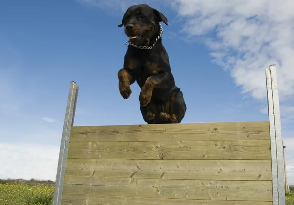 Jumping rottweiler — Stock Photo, Image