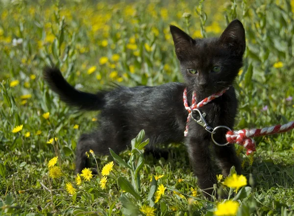 Schwarzes Kätzchen und grüne Augen — Stockfoto