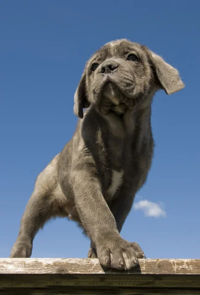 Puppy purebred italian mastiff — Stock Photo, Image