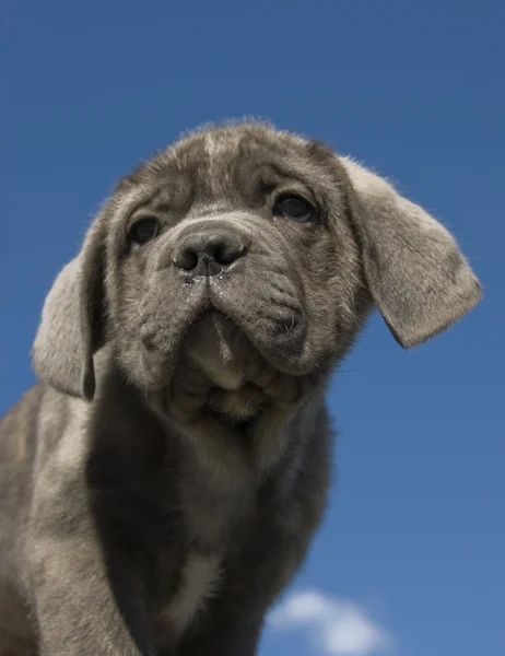 Puppy italian mastiff — Stock Photo, Image