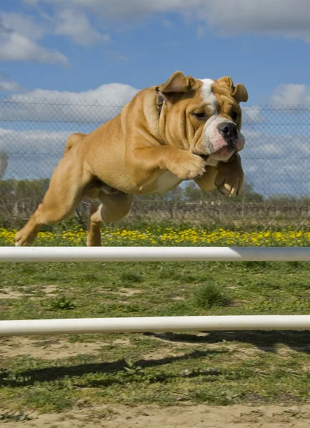 Bulldog saltando —  Fotos de Stock
