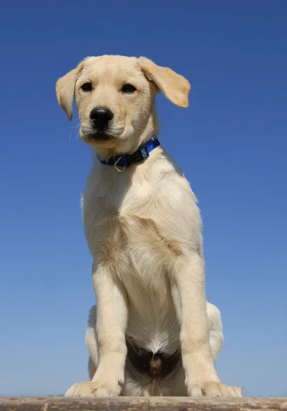 Köpek yavrusu labrador — Stok fotoğraf