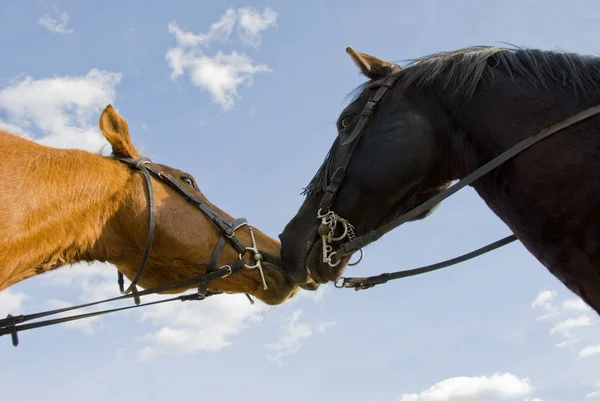 Двоє друзів коней — стокове фото