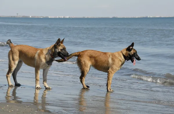 Two young malinois on the beach — Stock Photo, Image