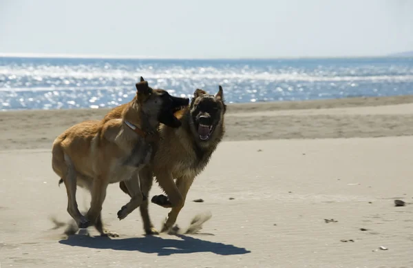 Бегущие собаки — стоковое фото
