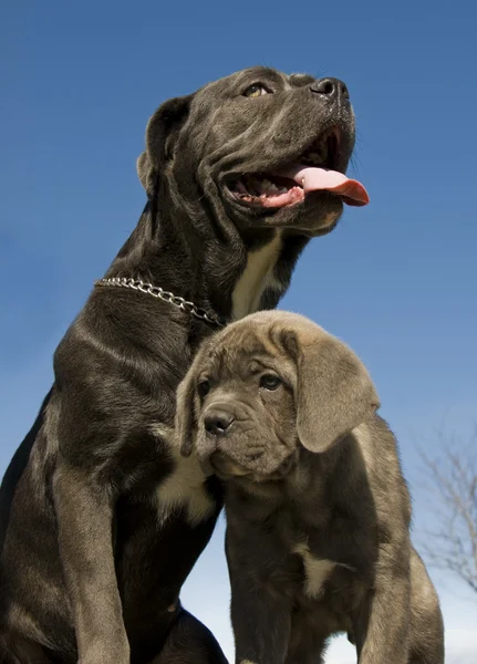 Мать и щенок итальянского мастифа — стоковое фото