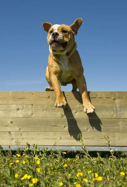 Jumping english bulldog — Stock Photo, Image