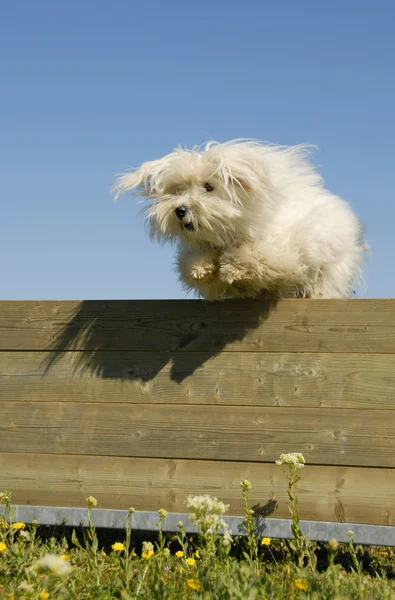 Прыгающая мальтийская собака — стоковое фото