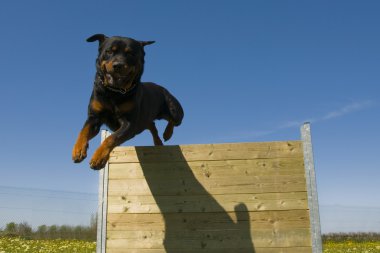 Jumping rottweiler clipart