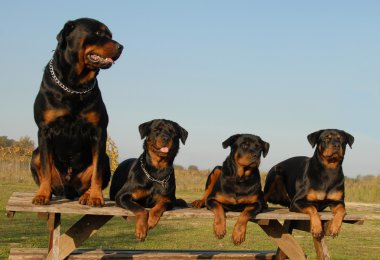 Four rottweilers clipart