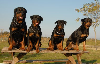 Family of rottweiler clipart