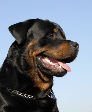 Rottweiler