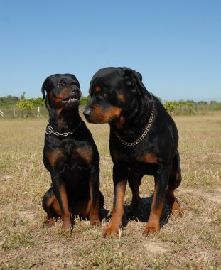 Rottweilers clipart