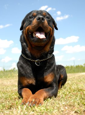 Rottweiler