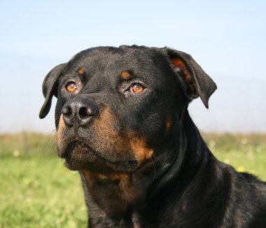 Rottweiler