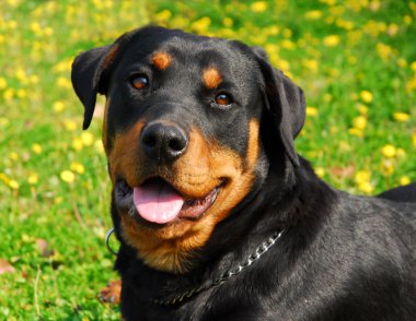 Rottweiler clipart