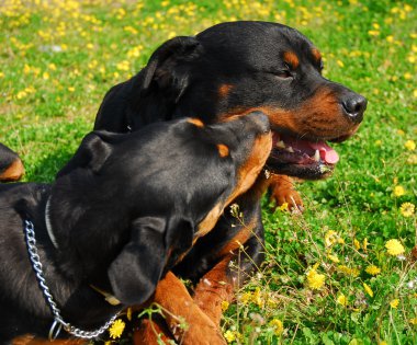 Rottweilers clipart