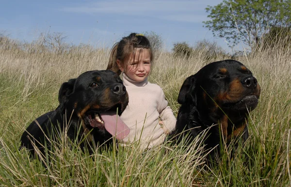 Небезпечні собаки і дитина — стокове фото