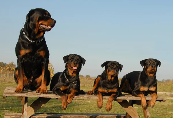 四个 rottweilers — 图库照片