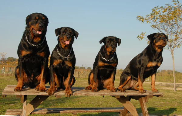 Famiglia di rottweiler — Foto Stock