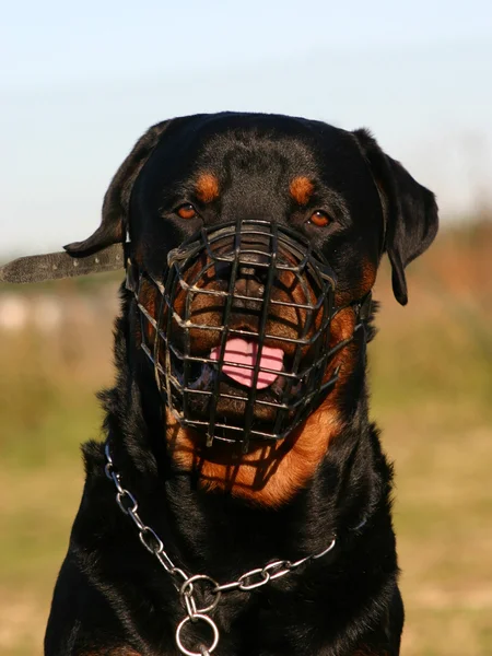Rottweiler and muzzle — Stock Photo, Image