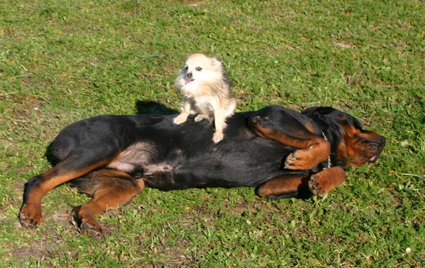 Rottweiler és chihuahua — Stock Fotó