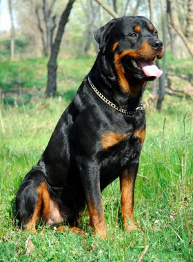 Rottweiler clipart