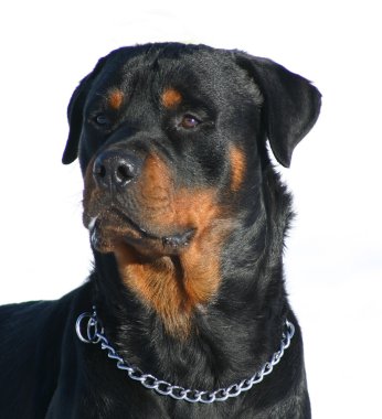 Rottweiler clipart