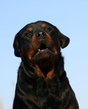 Rottweiler