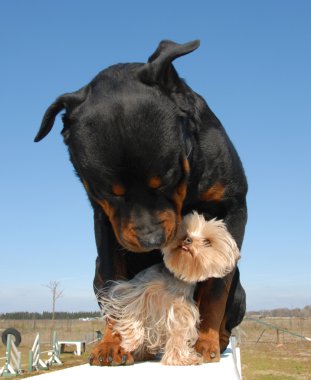 Rottweiler et yorkshire korkunç