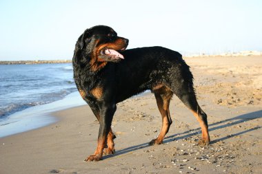 Rottweiler