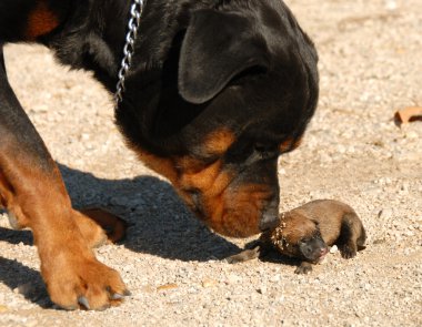 Rottweiler and very young puppy clipart