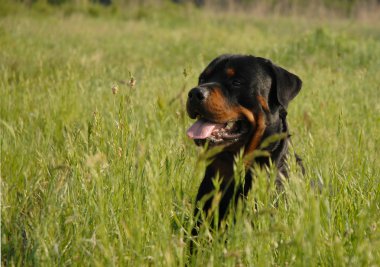 Rottweiler