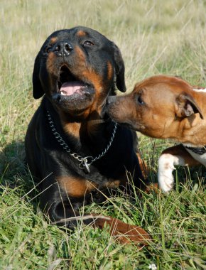 İki köpek.