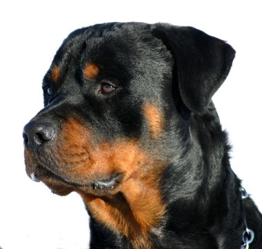 Rottweiler clipart