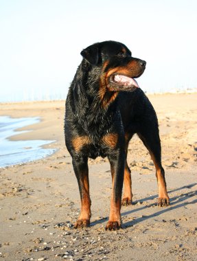 Rottweiler